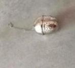 Theezeefje ei rvs voor losse thee, Ophalen of Verzenden, Zo goed als nieuw