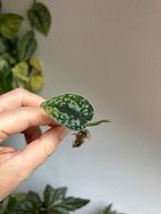 Scindapsus tricolor silver form, 4x uitgelopen wetsticks, Ophalen of Verzenden, Halfschaduw, Minder dan 100 cm