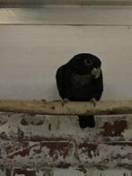 Bronsvleugel man 2015, Mannelijk, Parkiet, Geringd