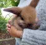 Dwerg hangoor konijntjes, Dieren en Toebehoren, Konijnen, Meerdere dieren, Dwerg