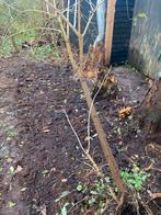 Vlierboom - Stam omtrek 25cm, Hoogte 3-4m, Overige soorten, Lente, 250 tot 400 cm, Ophalen