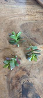 Jadeplant (Crassula) stekjes - per post €2 incl. verzending, Huis en Inrichting, Kamerplanten, Ophalen of Verzenden, Vetplant