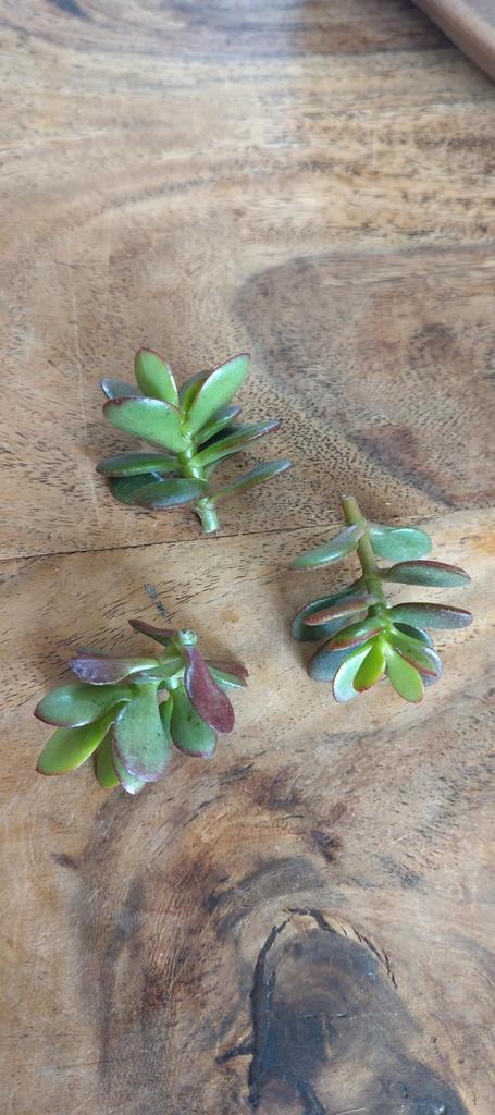 Jadeplant (Crassula) stekjes - per post €2 incl. verzending, Huis en Inrichting, Kamerplanten, Vetplant, Minder dan 100 cm, Ophalen of Verzenden