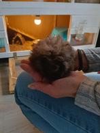 te koop lunkarya cavia van 6 weken oud, Dieren en Toebehoren, Mannelijk, Cavia, Na 1 juli 2024, Tam