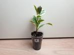 Ficus Elastica Tineke kamerplantje, Huis en Inrichting, Minder dan 100 cm, Ficus, Halfschaduw, In pot