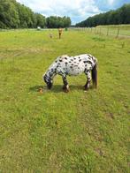 2 appaloosa pony's shetlanders hengsten, Hengst