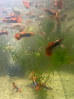 Red tuxedo guppen, Dieren en Toebehoren, Vissen | Aquariumvissen, Vis