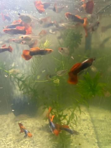 Red tuxedo guppen beschikbaar voor biedingen