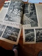 Artikel Flora 1953 Groenendaal Heemstede, Verzamelen, Tijdschriften, Kranten en Knipsels, 1940 tot 1960, Knipsel(s), Ophalen of Verzenden