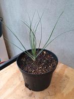 Te koop Jonker lelie dit is een groen blijvende vaste plant, Ophalen, Overige soorten, Volle zon