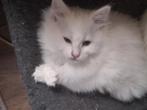 100 % ragdoll kittens, Meerdere dieren