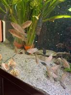 Tanganyika cichliden: Lamprologus Callipterus koppel., Vis