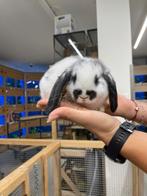 Te koop lieve jonge Nederlandse dwerghangoor konijntjes, Meerdere dieren, Dwerg, Hangoor, 0 tot 2 jaar