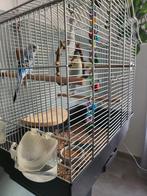 Grasparkieten 2 stuks, Dieren en Toebehoren, Ophalen, Zo goed als nieuw, Vogelkooi