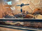 Rode rattenslang Caramel stripe man, Dieren en Toebehoren, Reptielen en Amfibieën, Slang, 3 tot 6 jaar