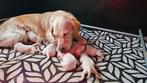 Golden retriever pups, nestje puppy's, Dieren en Toebehoren, Golden retriever, Rabiës (hondsdolheid), 8 tot 15 weken, Meerdere