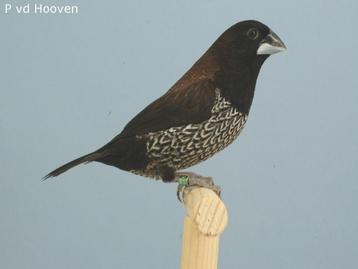 GEZOCHT japanse meeuwtjes beschikbaar voor biedingen
