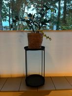 Plantentafel Sostene Grene, Huis en Inrichting, Overige soorten, In pot, Minder dan 100 cm, Groene kamerplant