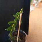hoya vaccinoides stek nr 2, Huis en Inrichting, Kamerplanten, Ophalen of Verzenden, Overige soorten, Minder dan 100 cm