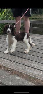 Cockerspaniel reu zoekt forever home!, Dieren en Toebehoren, Honden | Retrievers, Spaniëls en Waterhonden, 15 weken tot 1 jaar