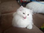 Prachtige Britse Langhaar kittens zoeken een gouden mandje!, Dieren en Toebehoren, Katten en Kittens | Raskatten | Langhaar, Meerdere dieren