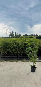 Portugese laurier kluit/pot Prunus lusitanica Angustifolia, Ophalen, Laurier, Haag, Minder dan 100 cm