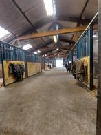 Paardenboxen (13) te huur Putten GLD, Dieren en Toebehoren