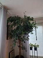 Ficus Benjamina Treurwilg - 240cm, Volle zon, Bloeit niet, 100 tot 250 cm, Overige soorten