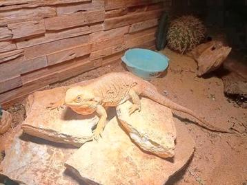 Vrouwelijke baardagaam met terrarium ziet foto  beschikbaar voor biedingen
