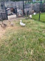 Witte eend man, Dieren en Toebehoren, Pluimvee, Mannelijk, Eend
