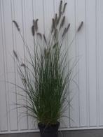 Siergras (lampenpoetser)/pennisetum alopecuroides hameln, Ophalen, Zomer, Vaste plant, Siergrassen