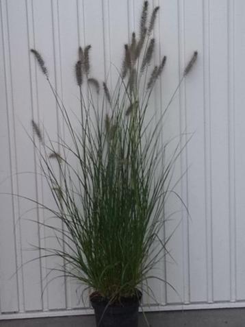 Siergras (lampenpoetser)/pennisetum alopecuroides hameln beschikbaar voor biedingen
