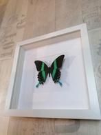 Opgezette Papilio ulysses prachtige vlinder insect opgezet, Nieuw, Opgezet dier, Ophalen of Verzenden, Insect