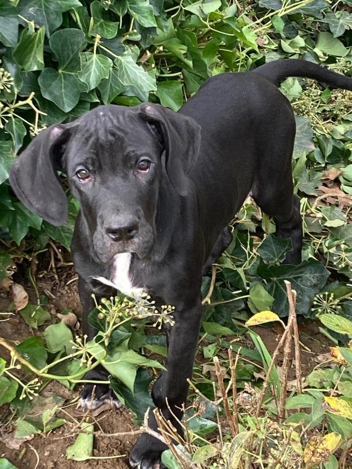 Prachtige Duitse Dog Pups 11 wkn, Dieren en Toebehoren, Honden | Bulldogs, Pinschers en Molossers, Meerdere dieren, Overige rassen