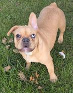Franse Bulldog pup ( teefje), Dieren en Toebehoren, 15 weken tot 1 jaar, CDV (hondenziekte), Teef, Bulldog