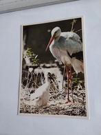 OOIEVAAR MET JONG, Ophalen of Verzenden, Overige thema's