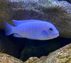 Metriaclima Callainos nkhata bay ( eigen fotos ), Vis