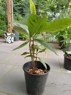 Japanse mispel 3 potten, Tuin en Terras, Planten | Tuinplanten, Ophalen, Zomer, Overige soorten