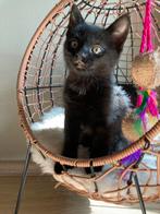 Schattige kitten, Dieren en Toebehoren, Poes
