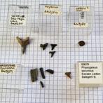 Haaientanden uit Balegem zeldzame soorten, Verzamelen, Mineralen en Fossielen, Ophalen of Verzenden