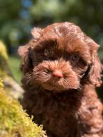 Choco kleurige Maltipoo pups! Geschikt bij allergie, Poedel, Nederland, CDV (hondenziekte), 8 tot 15 weken