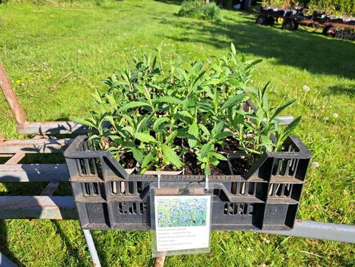 Mooie Verbena bonariensis (ijzerhard) in pot!, Tuin en Terras, Planten | Tuinplanten, Overige soorten, Volle zon, Zomer, Ophalen