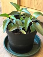 5 mother of thousands planten in een grote pot (vetplant), Ophalen of Verzenden, Volle zon, Minder dan 100 cm
