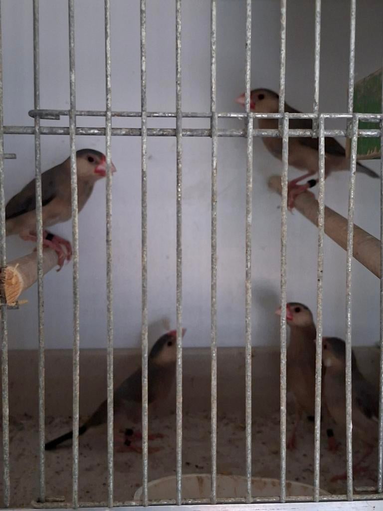 Te koop: jonge rijstvogels., Dieren en Toebehoren, Meerdere dieren