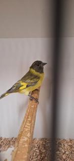 Mooie koppeltjes Zwartkop sijsen en losse poppen zitten koud, Dieren en Toebehoren, Vogels | Overige Vogels, Meerdere dieren, Tropenvogel