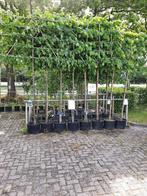 leibomen lees advertentie, Overige soorten, 100 tot 250 cm, Zomer, Ophalen