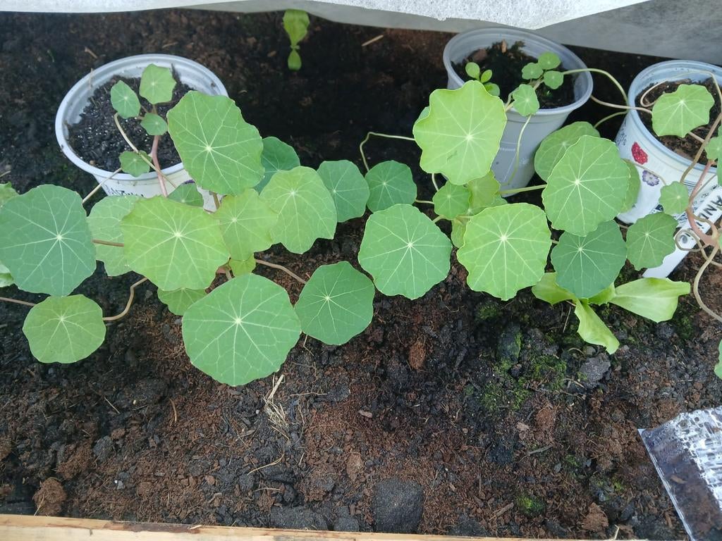 Oost-indische kers plantjes, Tuin en Terras, Planten | Tuinplanten, Ophalen, Eenjarig, Groenteplanten, Volle zon