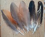 Leuke veren ,aparte veren rui, Gebruikt, Ophalen of Verzenden, Nvt, Nvt