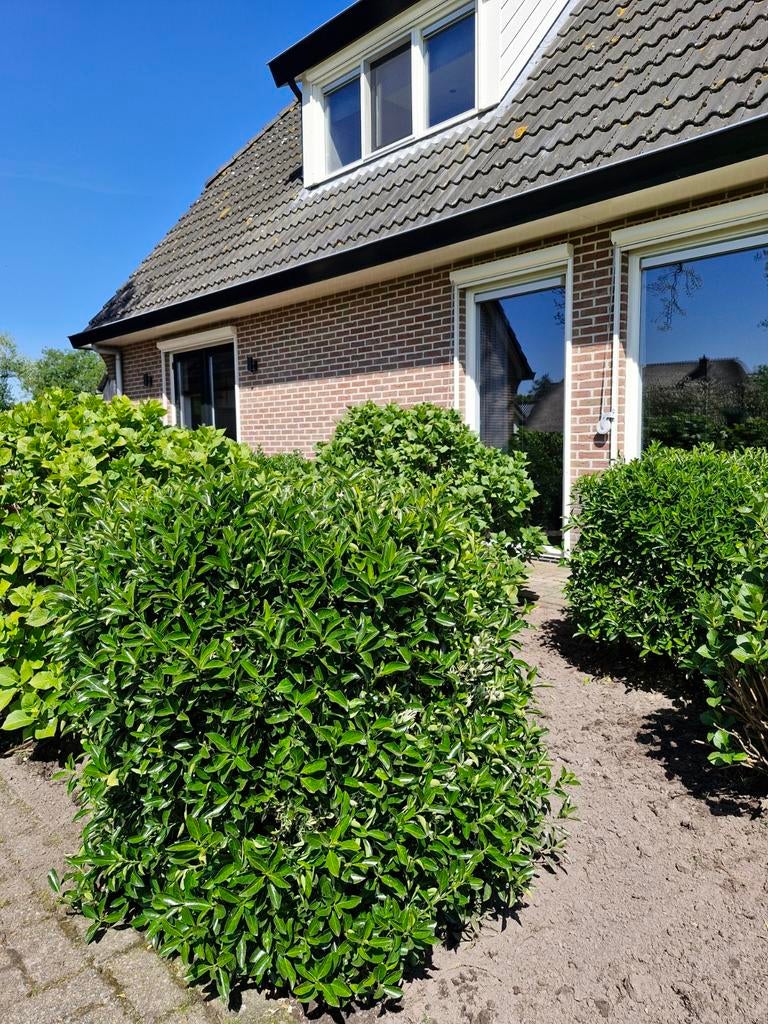 4 grote Buxus struiken, Ophalen, Buxus, Struik, 100 tot 250 cm