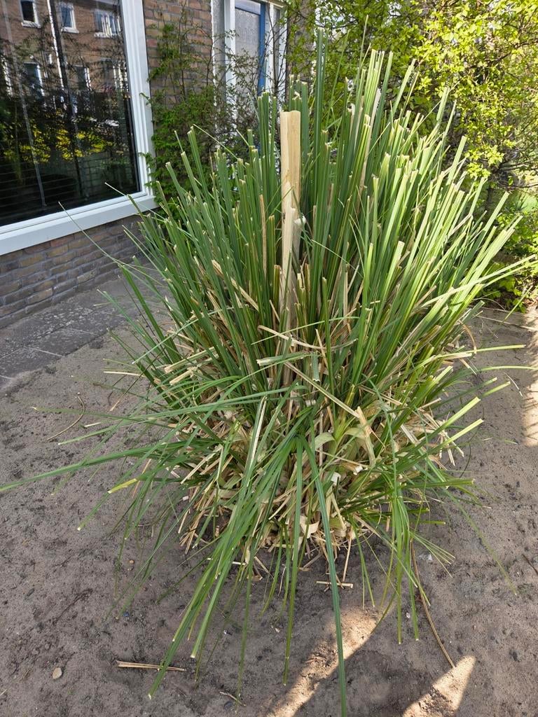 Pampas Gras zelf eruit halen, Tuin en Terras, Ophalen, Herfst, Siergrassen, Volle zon
